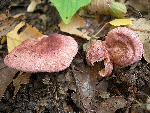 Lactarius spinosulus    Qul. & Le Bret.